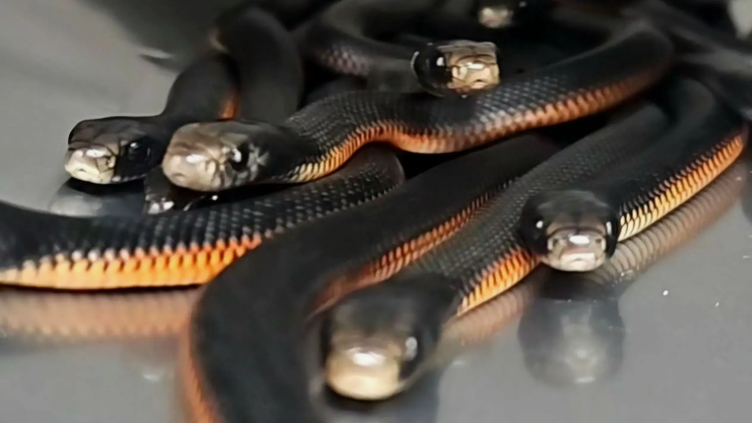 اكتشاف غير عادي لخمسة ثعابين بالغة و97 ثعباناً حديث الولادة، من نوع الثعابين السوداء ذات البطن الأحمر، في حديقة منزل في سيدني.