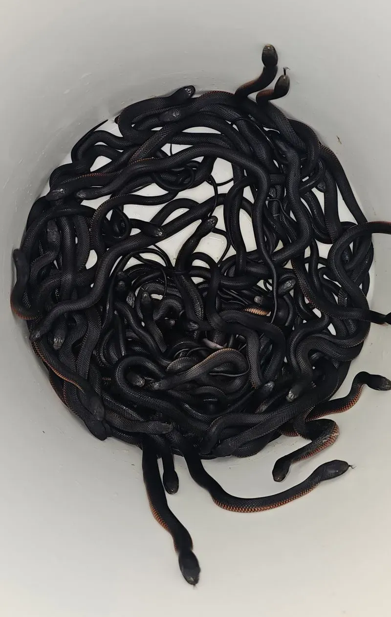 اكتشاف 102 ثعبان، بما في ذلك 5 بالغين و97 حديثي الولادة، في دلو بعد ولادة جماعية في حديقة منزل في سيدني.