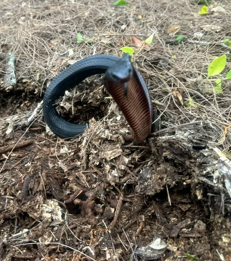 ثعبان أسود ذو بطن أحمر يبرز من كومة من النشارة في حديقة منزل في سيدني، حيث تم اكتشاف 102 ثعبان.