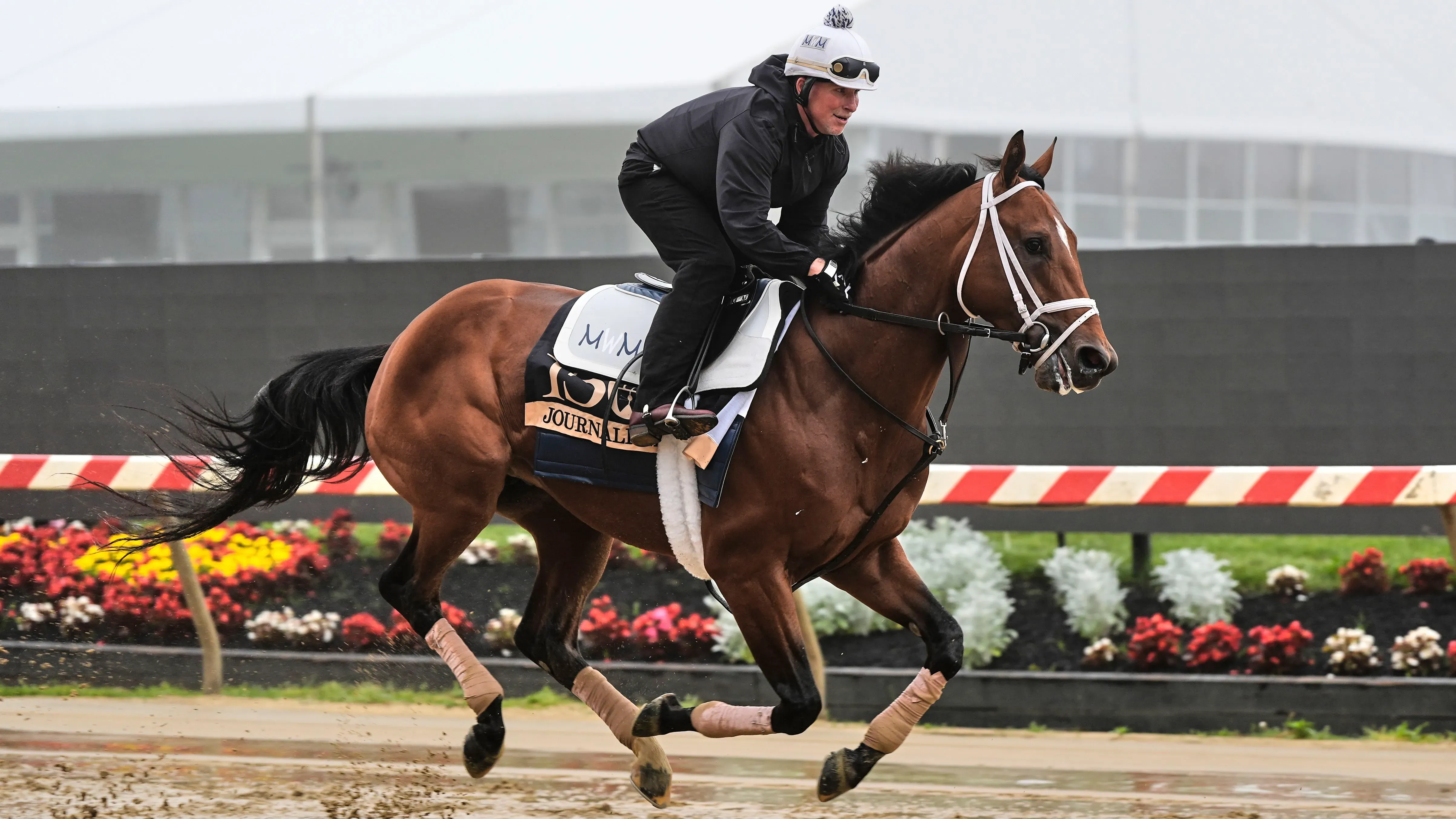 حصان "جورناليزم" يتدرب في مضمار بيمليكو، استعدادًا لسباق بريكنس ستيكس، حيث يُعتبر من المرشحين الأوفر حظًا بعد أدائه القوي في كنتاكي داربي.