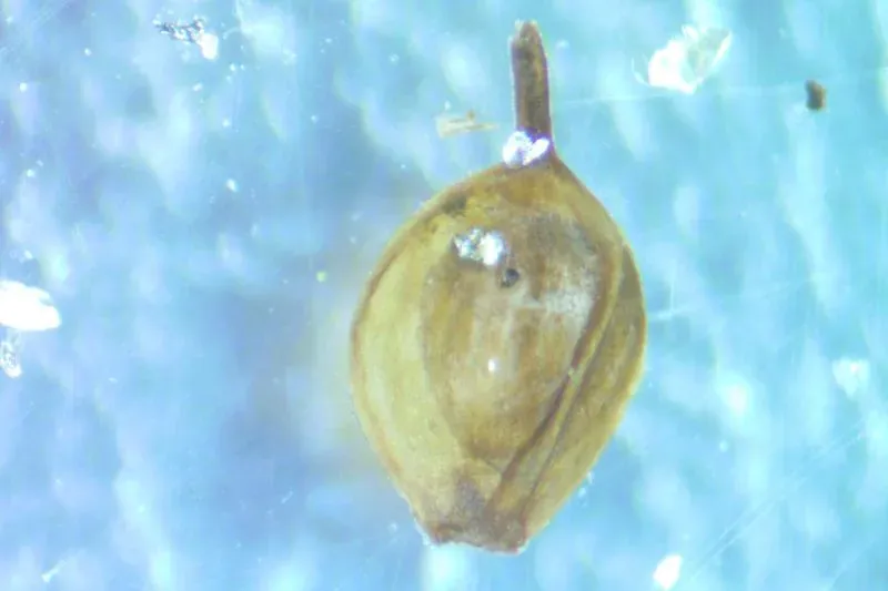 بذور قديمة محفوظة في الجليد، تمثل اكتشافًا علميًا مهمًا في دراسة تأثيرات المناخ على الحياة في جرينلاند.