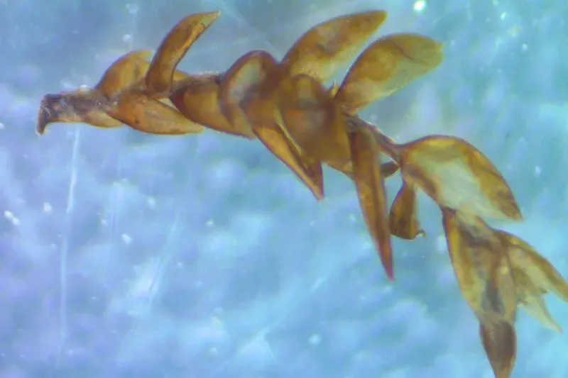 صورة توضح نباتات تحت الماء، تعكس تأثيرات التغير المناخي على البيئة القطبية، كما تم تصويرها خلال مسح جوي لغطاء الجليد في غرينلاند.