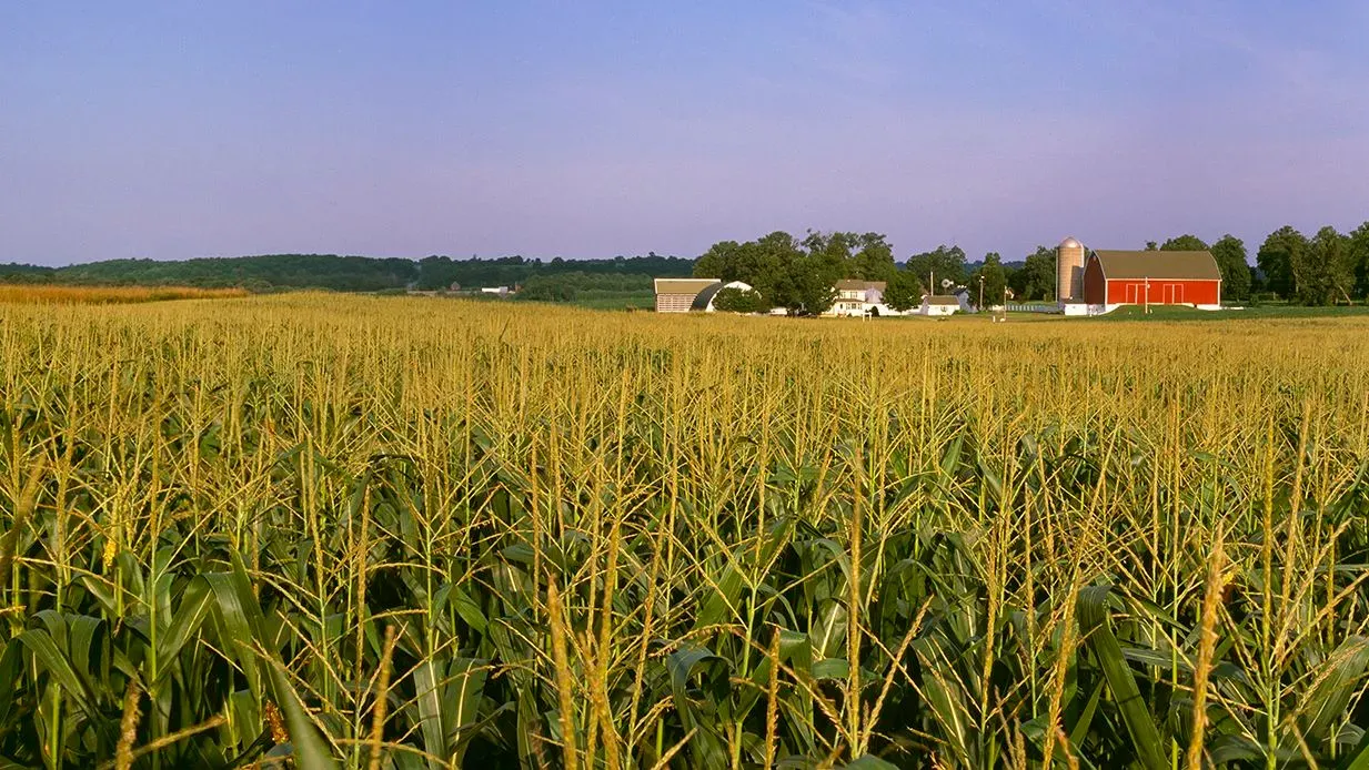 حقول الذرة الخضراء في ولاية ويسكونسن، مع مزرعة تقليدية ومباني زراعية في الخلفية، تعكس تأثير تخفيضات التمويل الفيدرالية على الزراعة المحلية.