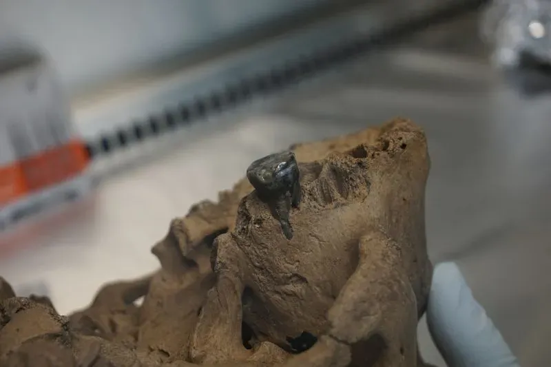 جمجمة إنسان التنين، عُثر عليها في شمال شرق الصين، تُظهر تفاصيل فريدة قد تكشف عن أصول الدينيسوفان، مما يعزز فهمنا لتطور البشر.