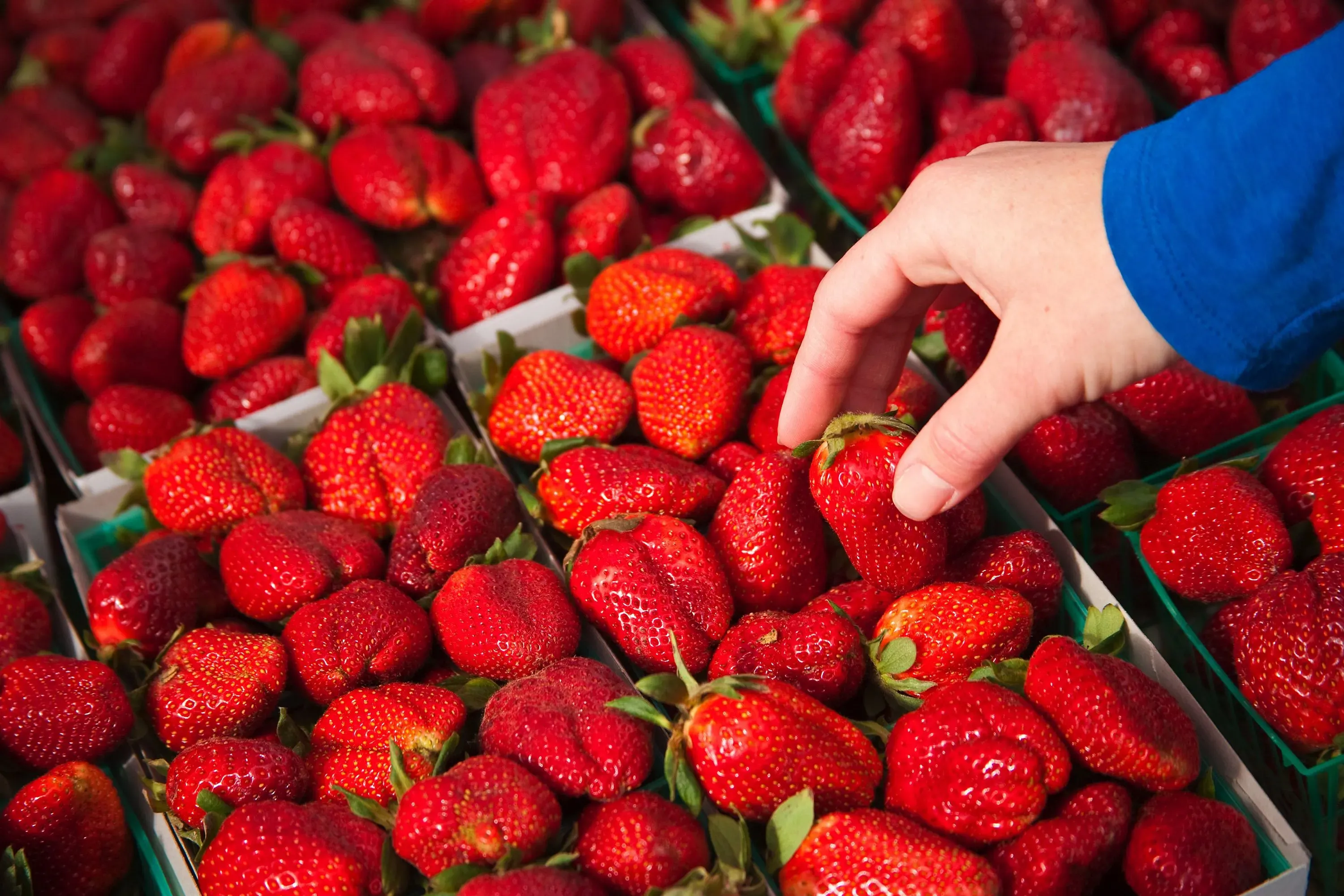 يد تُمسك بفراولة حمراء ناضجة وسط صناديق مليئة بالفواكه، تعكس مخاوف من وجود مبيدات حشرية تحتوي على مواد كيميائية ضارة.