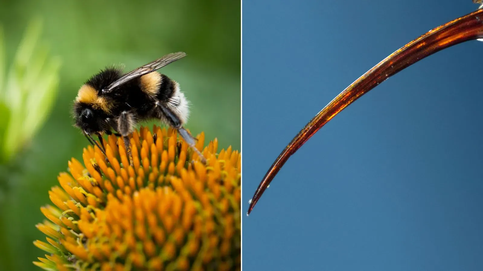 صورة تظهر نحلة على زهرة برتقالية، بجانب صورة مقربة للسع الدبور، مما يبرز المخاطر المحتملة من النباتات والحيوانات السامة.