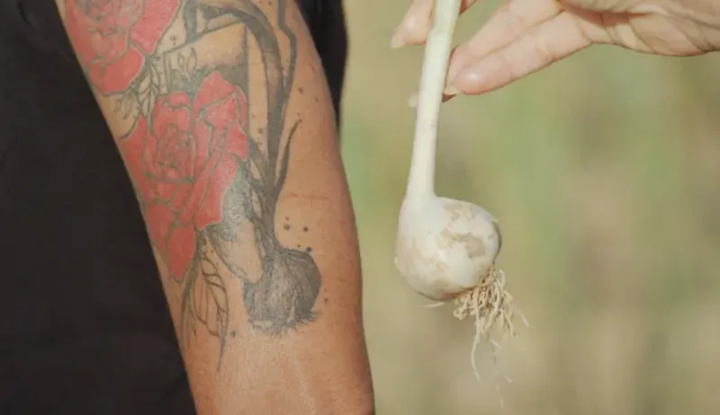 ثوم أجو فينو يُظهر في يد امرأة تحمل فصًا منه، بينما تظهر وشوم زهور على ذراعها، مما يبرز ارتباطها بالزراعة والتراث.