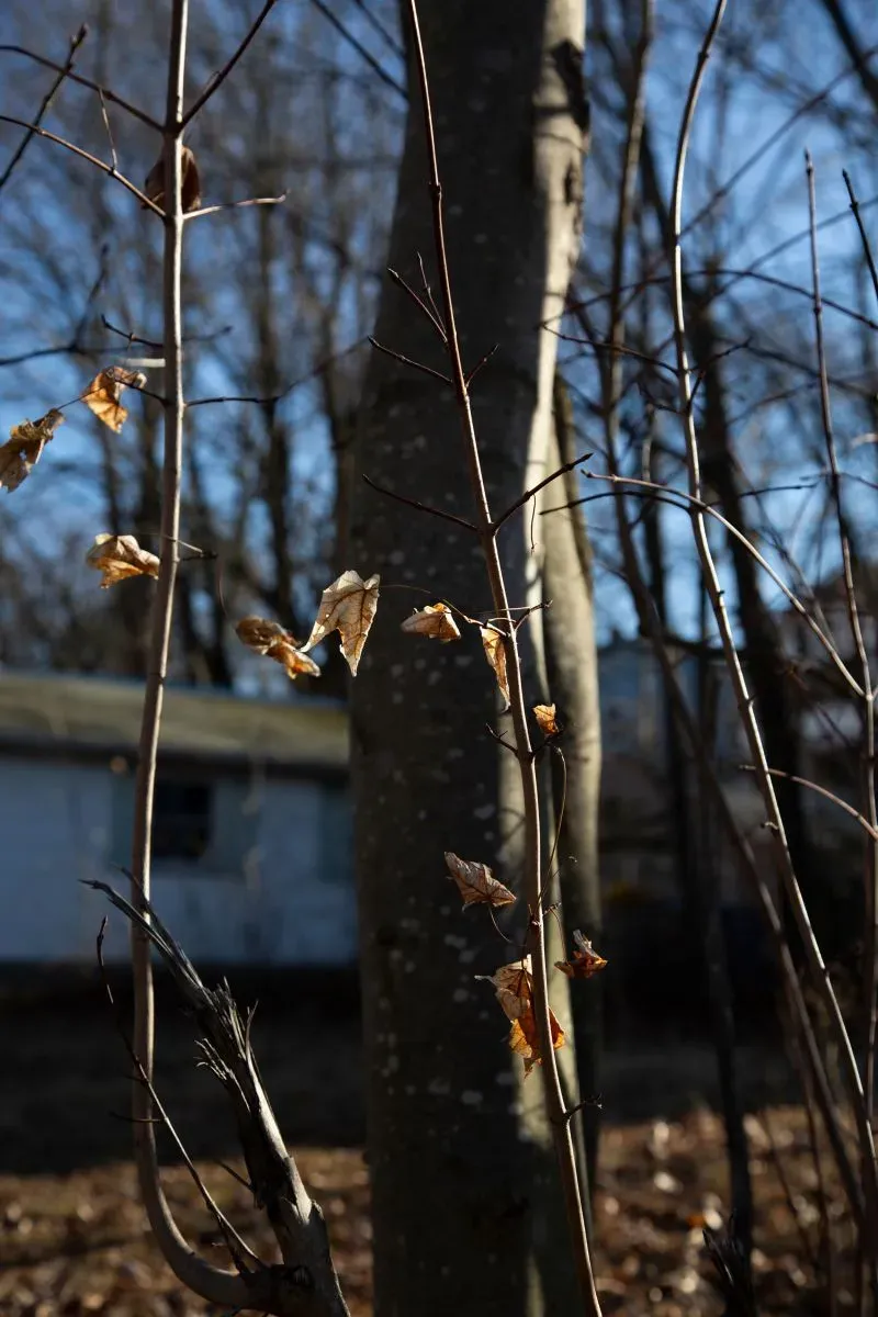 شجرة عارية أمام منزل قديم، مع أوراق جافة تتدلى من الأغصان، تعكس حالة الإهمال في الحي بعد حادثة مأساوية.