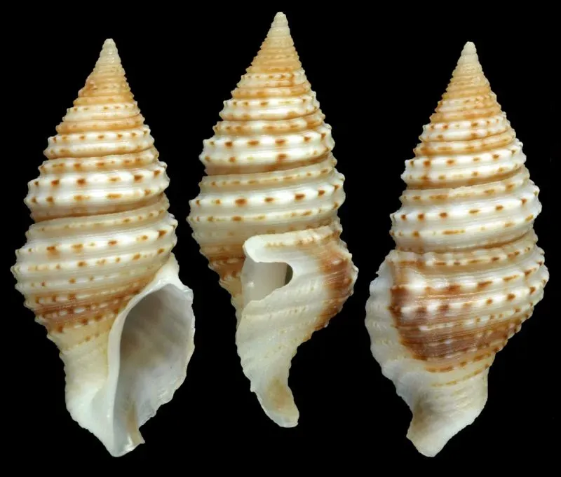 صدفة مخروطية الشكل لحيوان رخوي بحري، تُظهر تفاصيلها الفريدة من الخطوط والنقاط، تم اكتشافها ضمن جهود توثيق الحياة البحرية الجديدة.