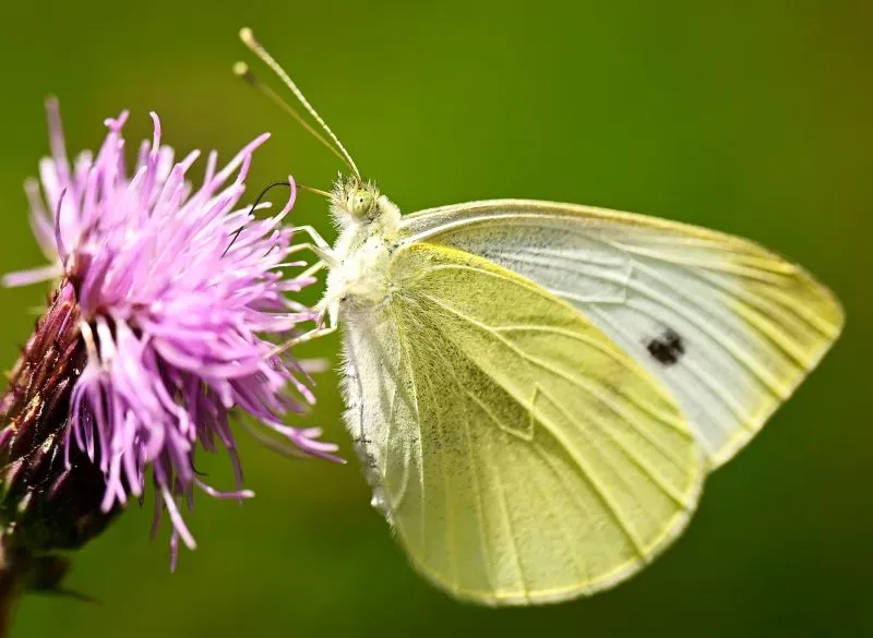 فراشة بيضاء تتغذى على زهرة بنفسجية، تمثل تراجع أعداد الفراشات في أمريكا بسبب المبيدات الحشرية وتغير المناخ.