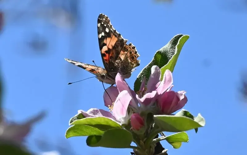 فراشة ملونة تجلس على زهرة وردية تحت سماء زرقاء، تعكس تراجع الأنواع بسبب المبيدات الحشرية وتغير المناخ.