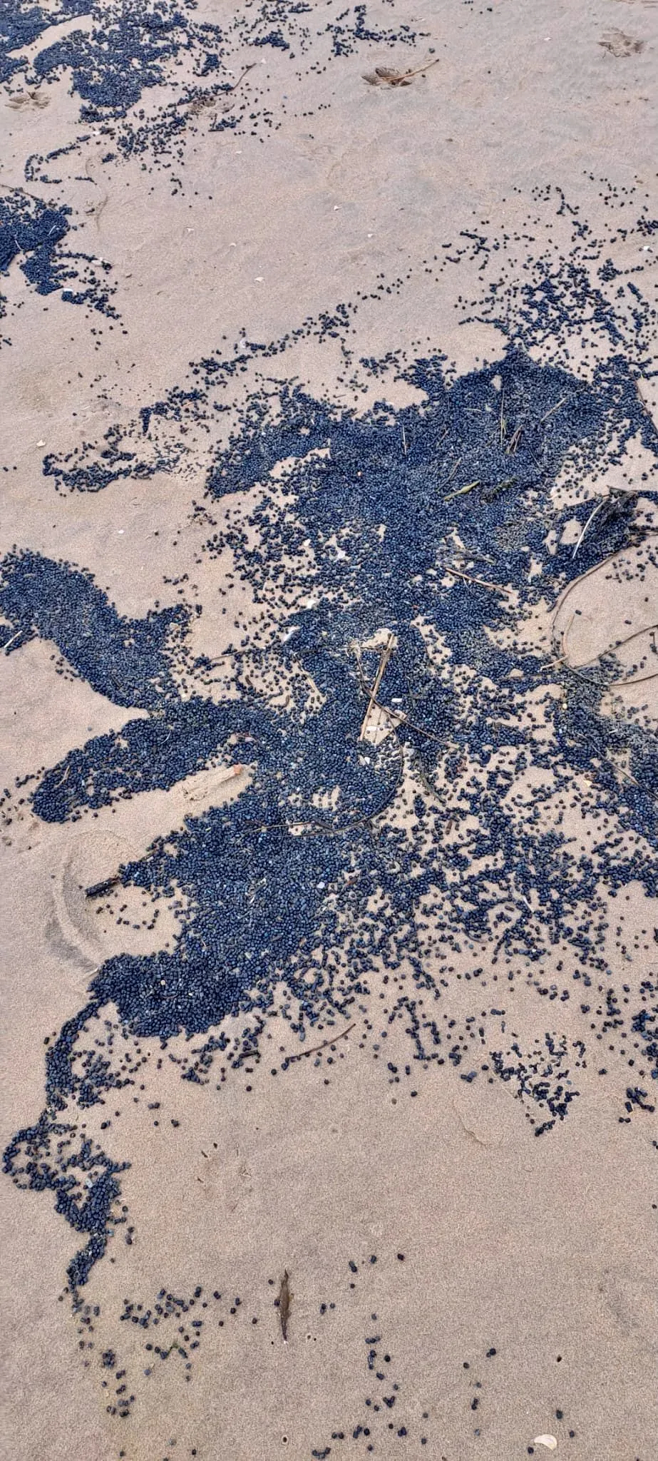 آثار من الكريات البلاستيكية السوداء على شاطئ كامبر ساندز، نتيجة تسرب بيئي من محطة معالجة مياه، مما يبرز أزمة التلوث البلاستيكي.