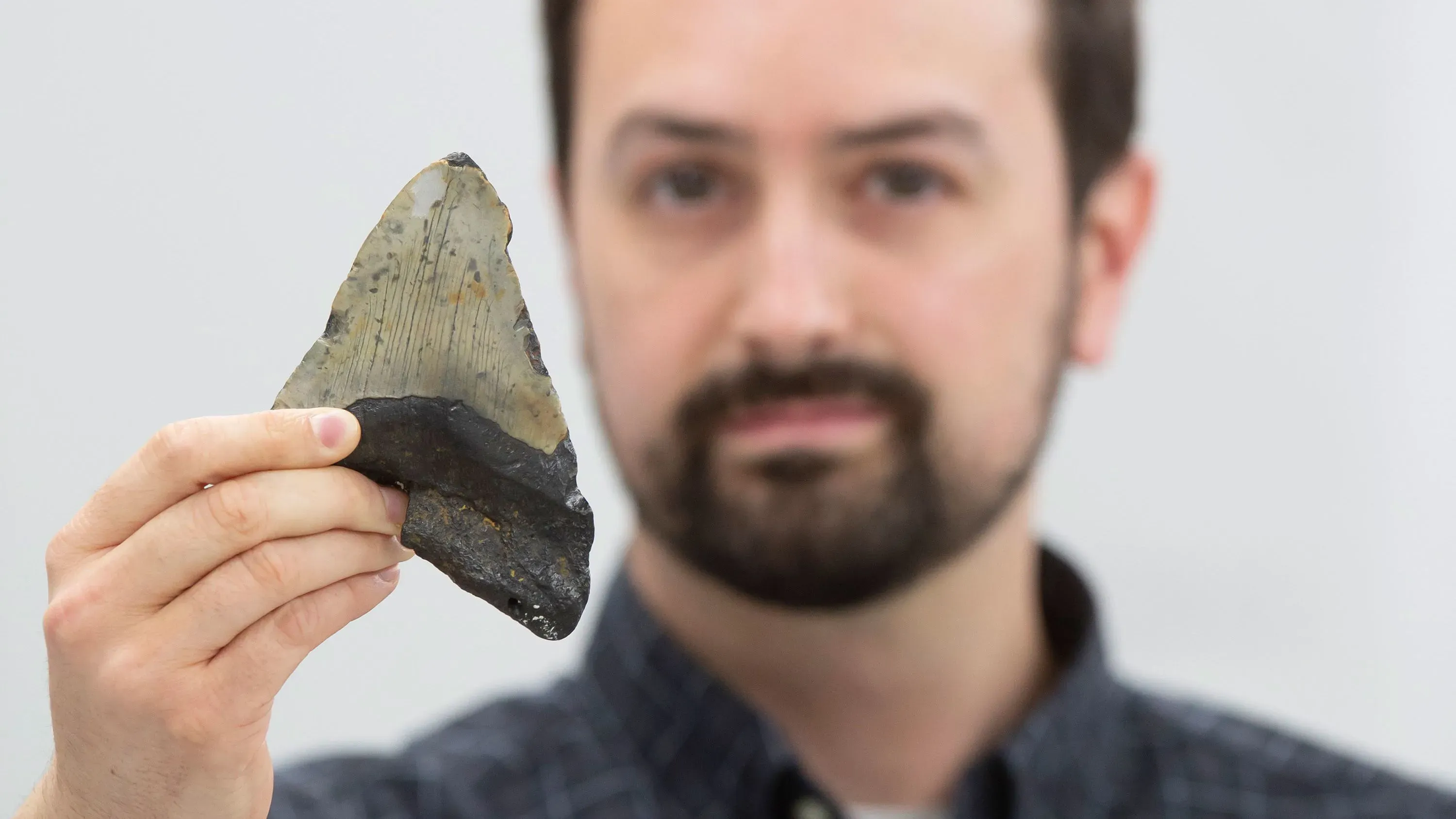 عالم يحمل سن ميغالودون كبير، يظهر تفاصيله الواضحة. تُظهر الدراسة الجديدة تنوع عادات التغذية لهذا المفترس الضخم.