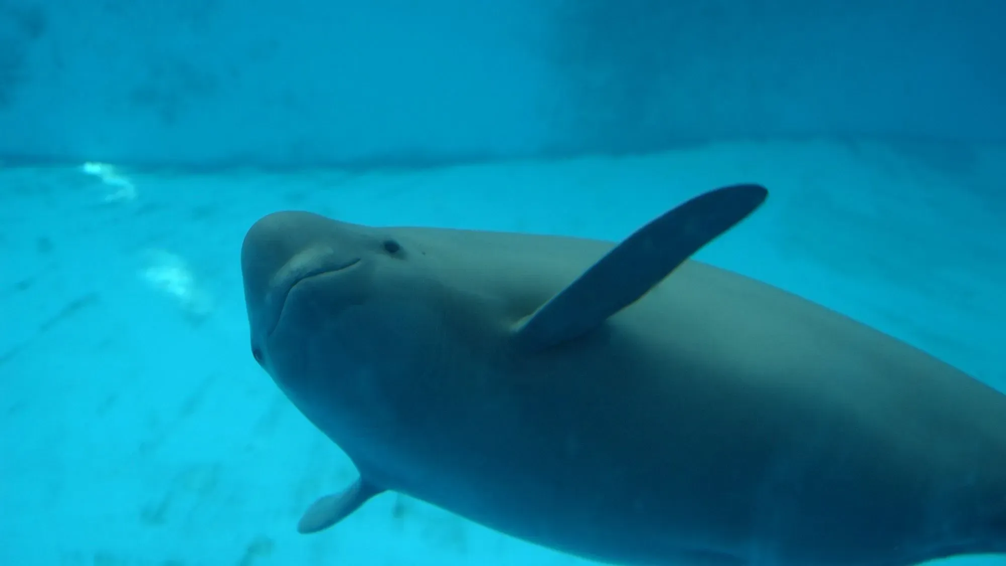 خنزير بحر يانغتسي عديم الزعانف يسبح في المياه العذبة، مما يعكس جهود الحفاظ على هذا النوع المهدد بالانقراض.