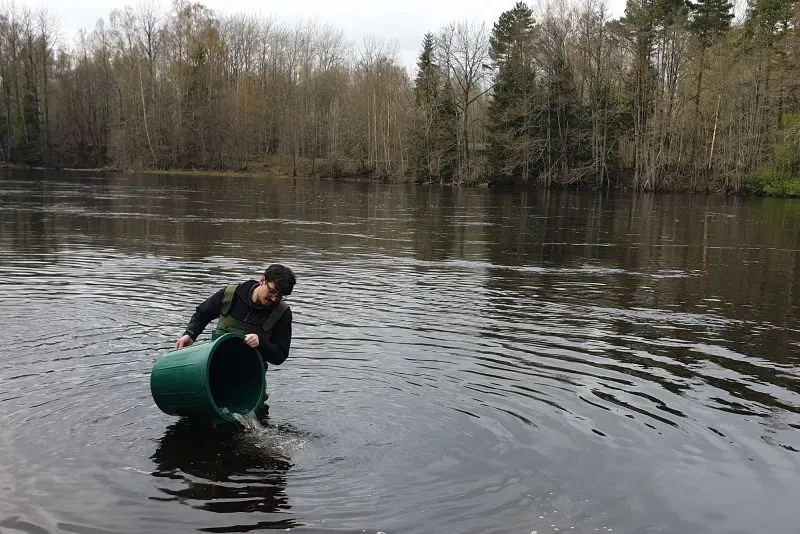 شخص يقوم بإفراج سمك السلمون الصغير في نهر محاط بالأشجار، ضمن دراسة حول تأثير الأدوية على سلوك الهجرة.