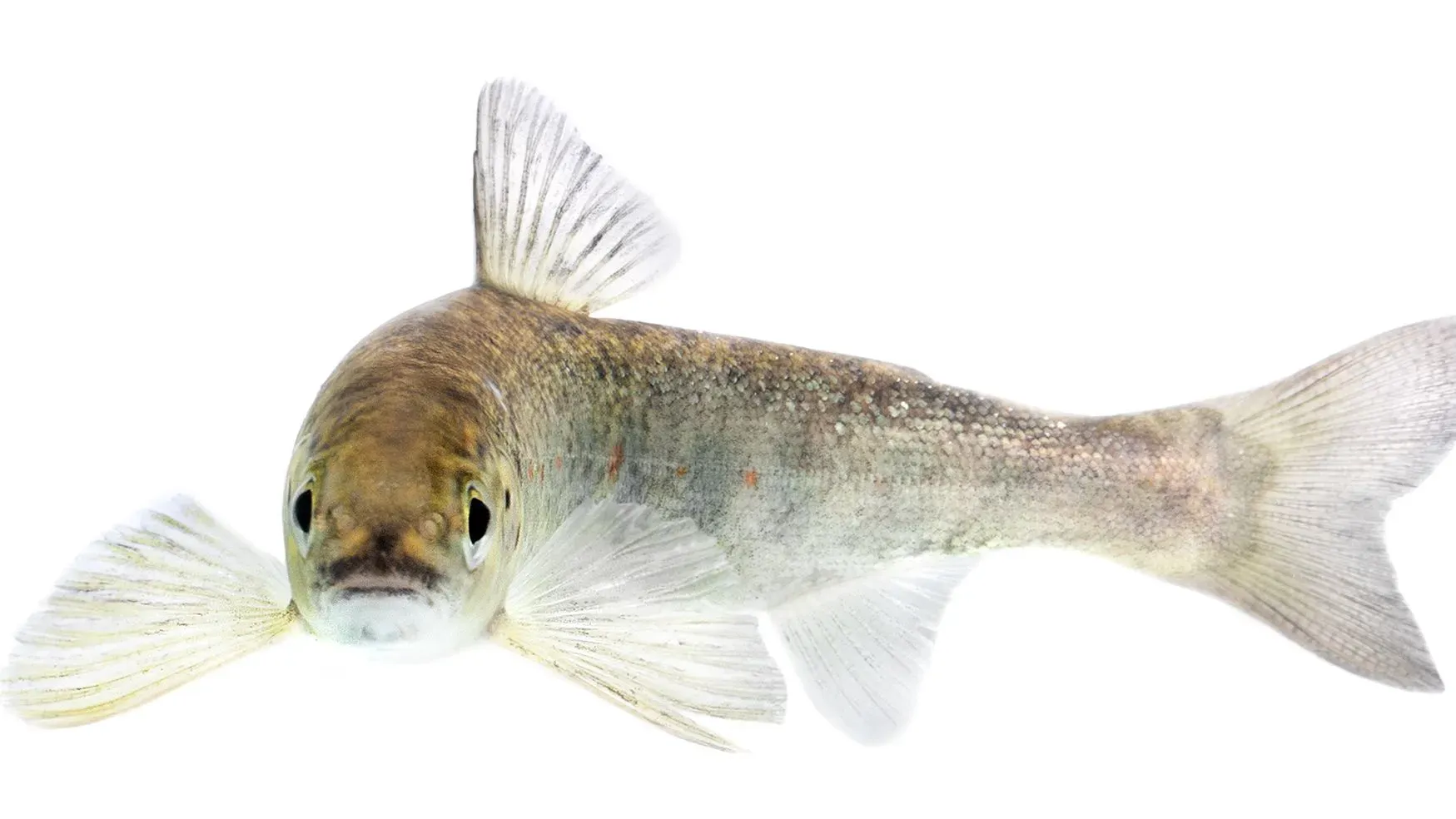 سمكة سلمون صغيرة تسبح في المياه، تعكس تأثير التلوث الدوائي على سلوكها في الهجرة نحو المحيط.