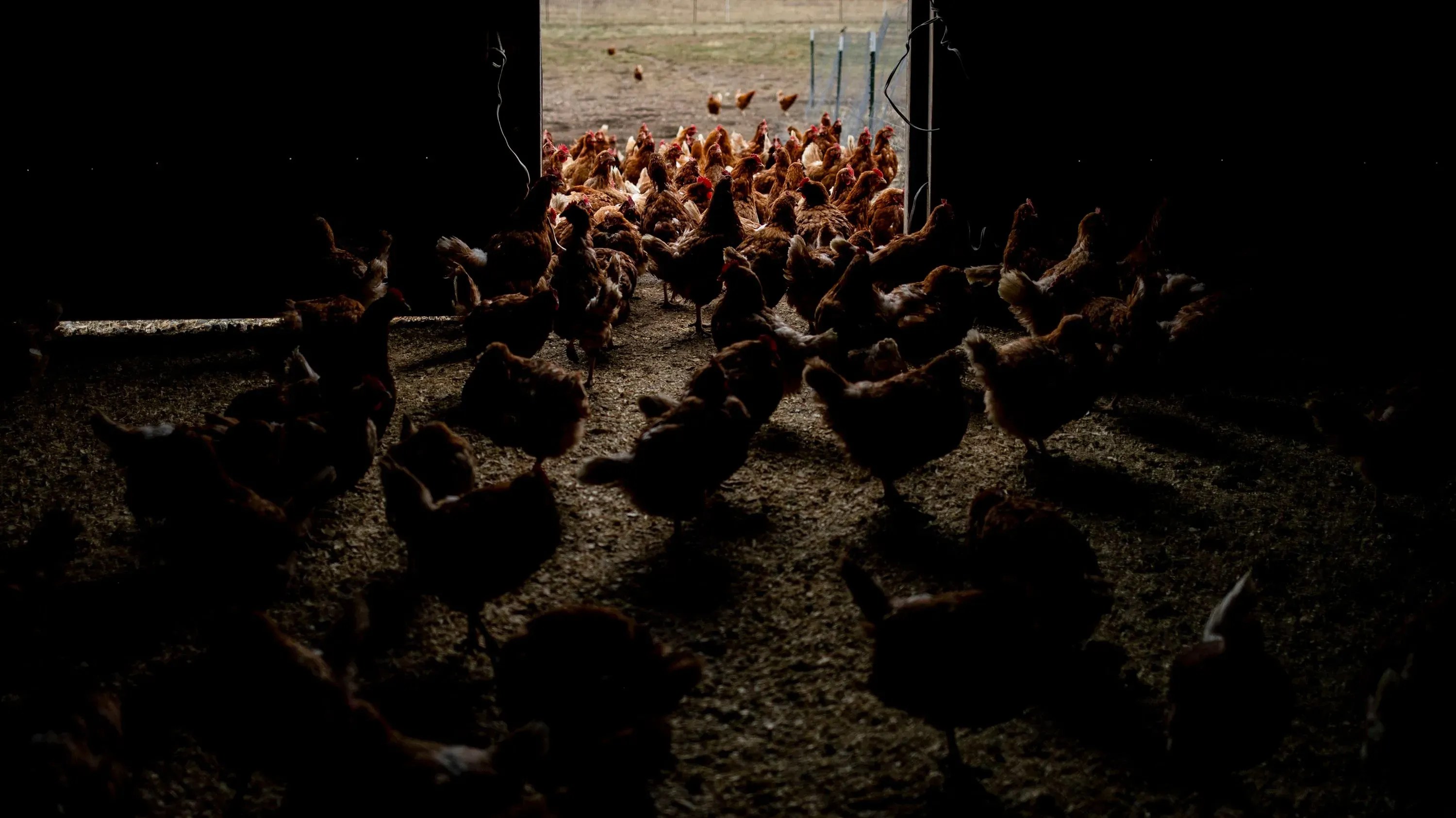 دجاج يخرج من حظيرة مظلمة نحو الضوء، مما يعكس التحديات المرتبطة بالاستجابة للأوبئة مثل إنفلونزا الطيور.