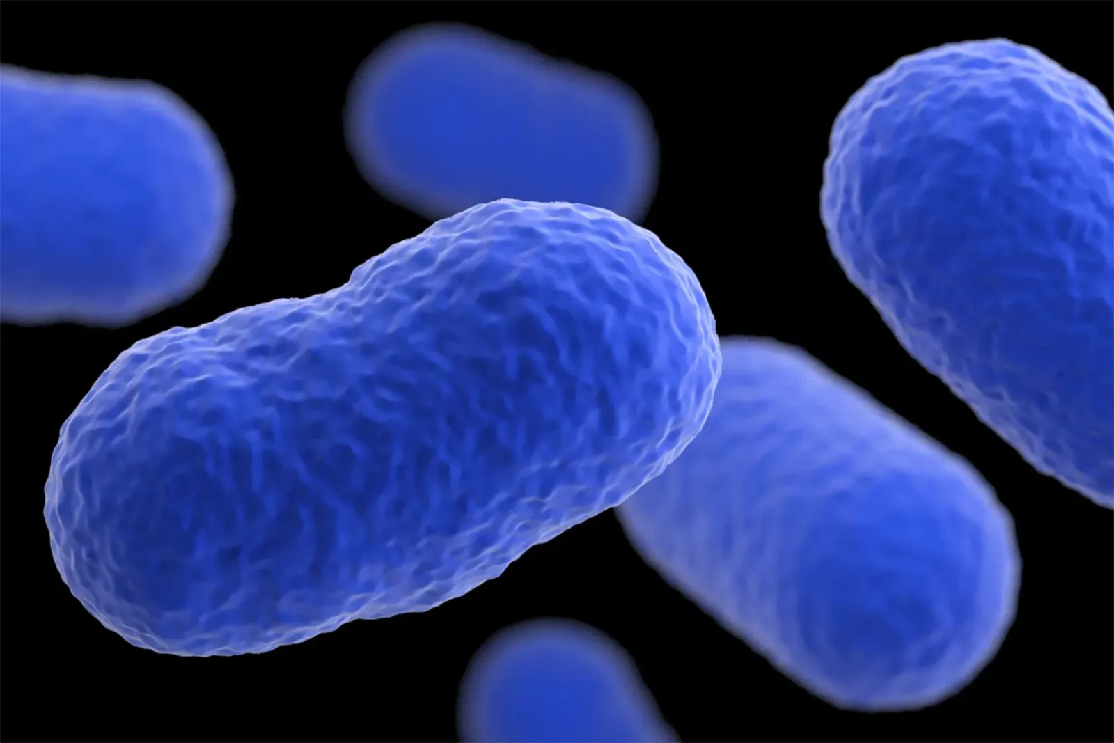 بكتيريا الليستيريا الأحادية المنشأ تظهر بشكل مجهر، وهي مرتبطة بتفشي العدوى في الولايات المتحدة.