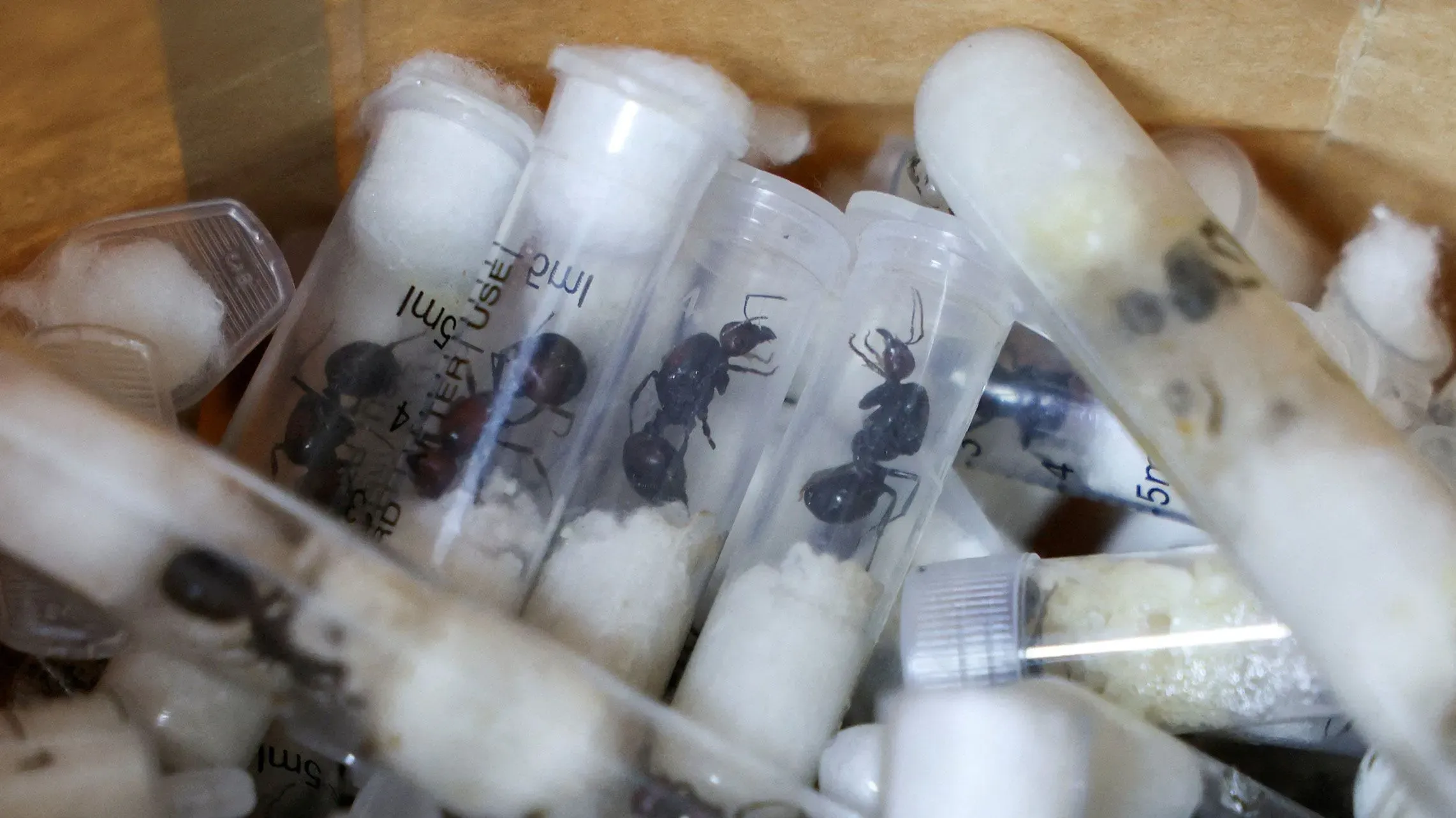 عشرات من النمل المعبأ في أنابيب اختبار، تُظهر قضية الاتجار غير المشروع بالنمل في كينيا وأثرها البيئي.