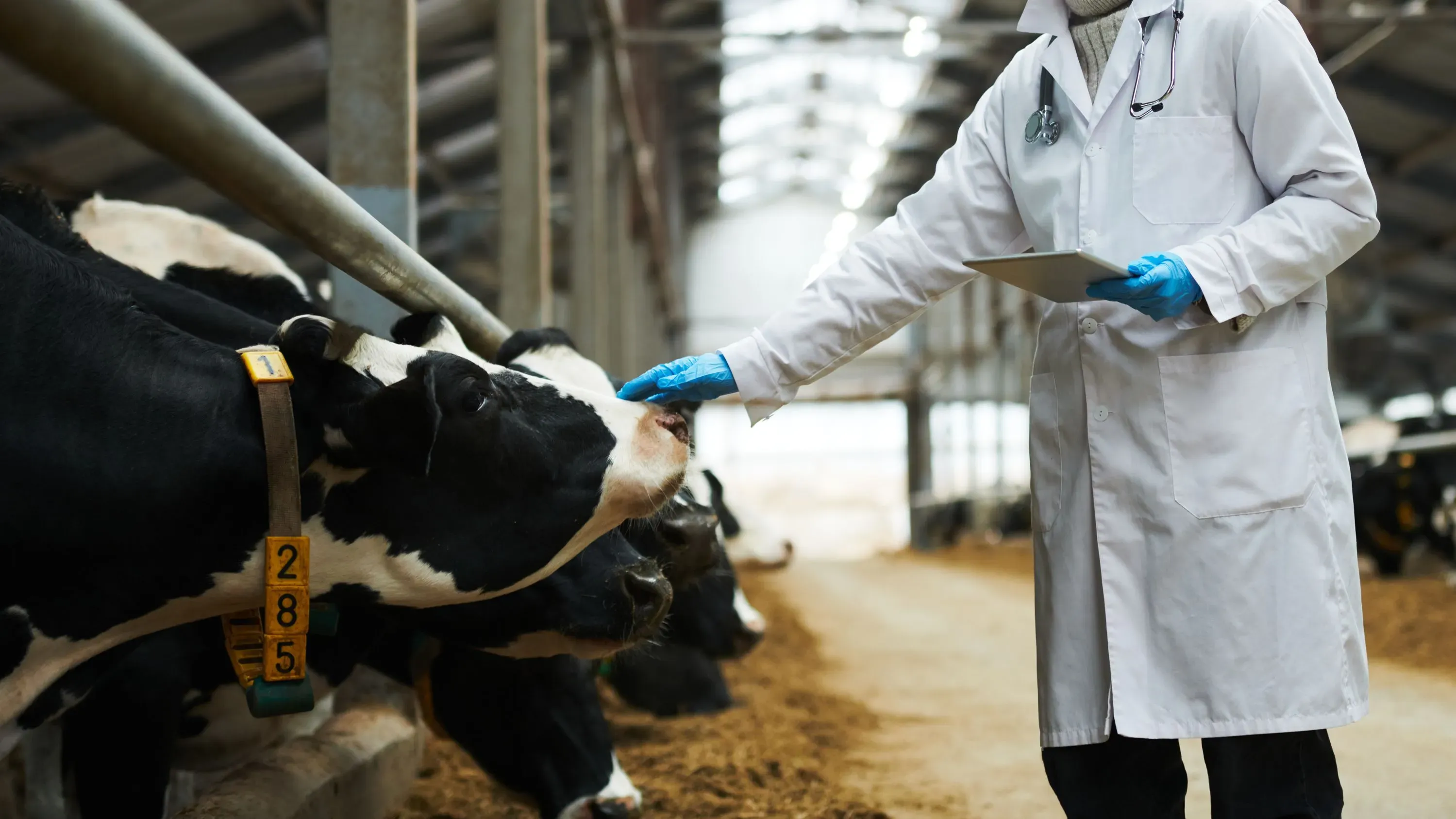 طبيب بيطري يرتدي معطفًا أبيض وقفازات زرقاء، يتفاعل مع بقرة في مزرعة، مما يعكس أهمية الفحوصات للكشف عن إنفلونزا الطيور H5N1.
