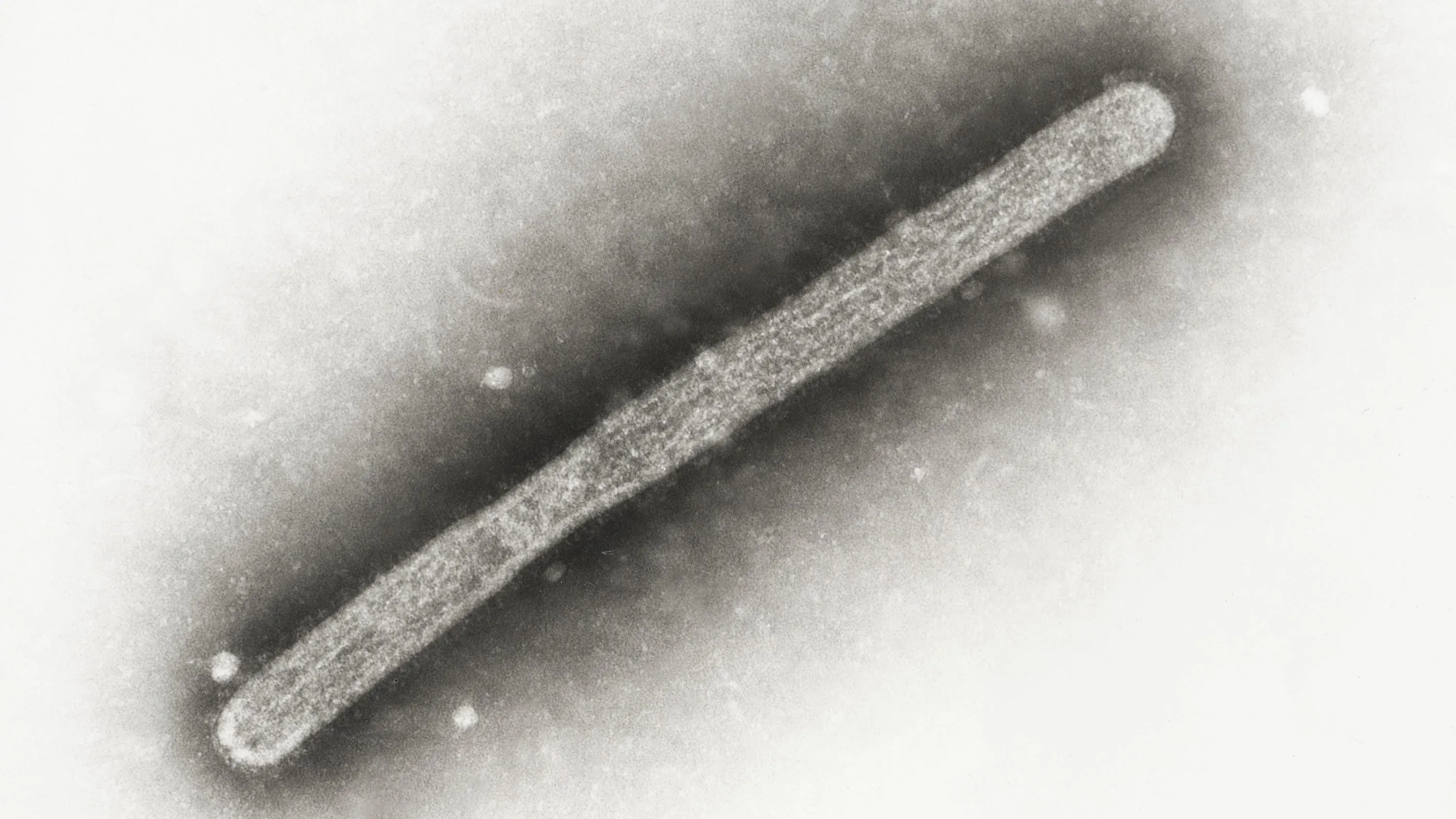 فيروس إنفلونزا الطيور D1.1 يظهر بشكل مجهر، مع تفاصيل دقيقة توضح بنيته، مما يدل على قدرته المتزايدة على الانتقال بين الثدييات.