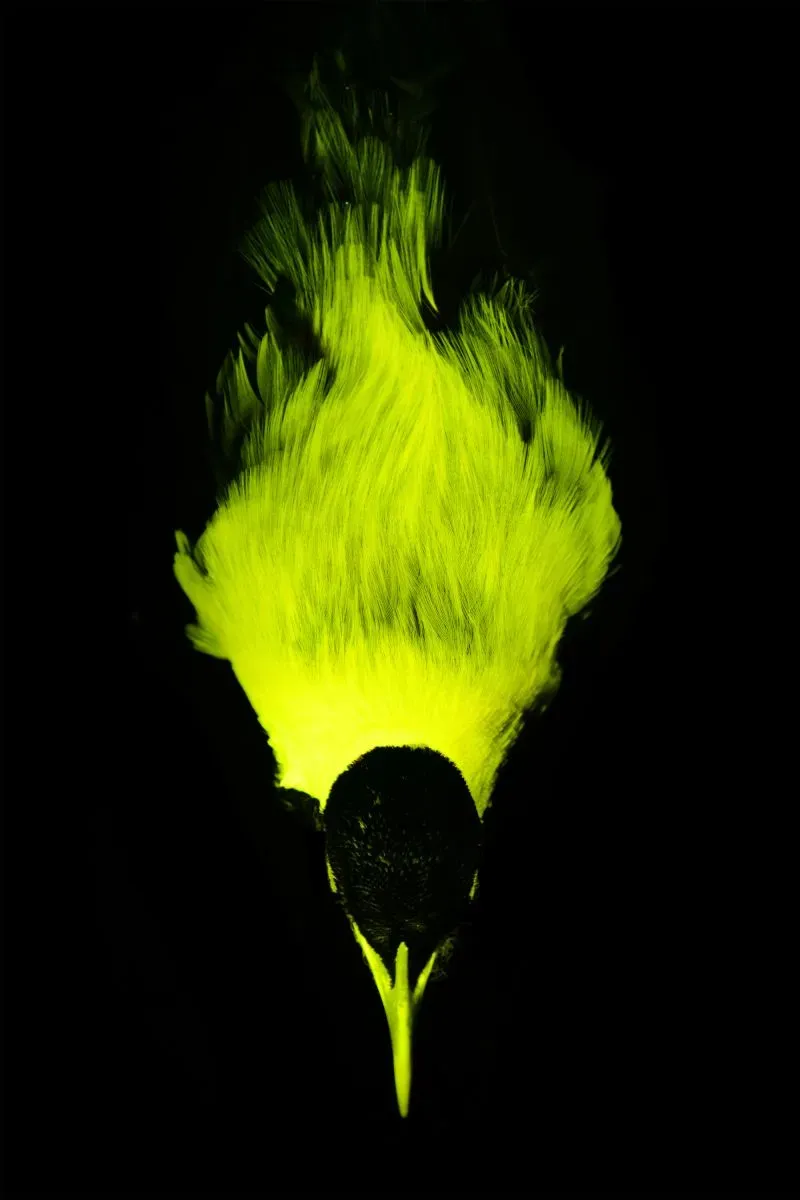 تظهر صورة لطيور الجنة المتلألئة تحت الضوء، مع ريش يتوهج بلون أخضر زاهي، مما يعكس أبحاثًا حول إشاراتها البصرية غير المرئية.