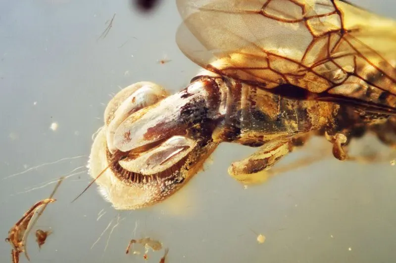 دبور طفيلي جديد تم اكتشافه في الكهرمان يعود للعصر الطباشيري، يظهر هيكلًا يشبه مصيدة الذباب لاصطياد الحشرات.