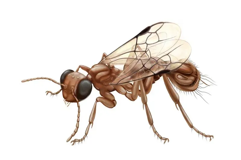 دبور طفيلي صغير من العصر الطباشيري، يُعرف باسم Sirenobethylus charybdis، يظهر بوضوح تفاصيل هيكله الفريد الذي يشبه مصيدة الذباب.