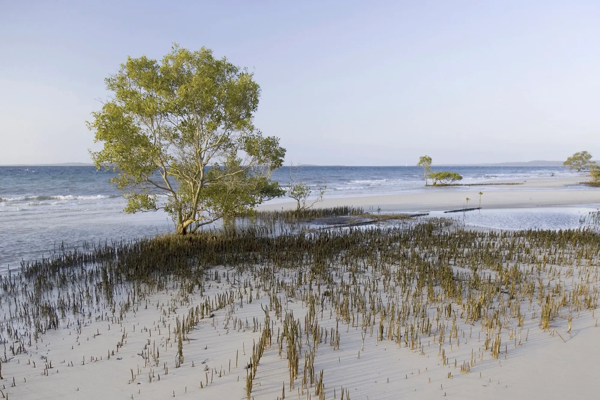 مشهد لشاطئ كغاري في أستراليا، يظهر أشجار المانغروف والنباتات على الرمال البيضاء مع أمواج البحر في الخلفية، يعكس جمال الجزيرة.