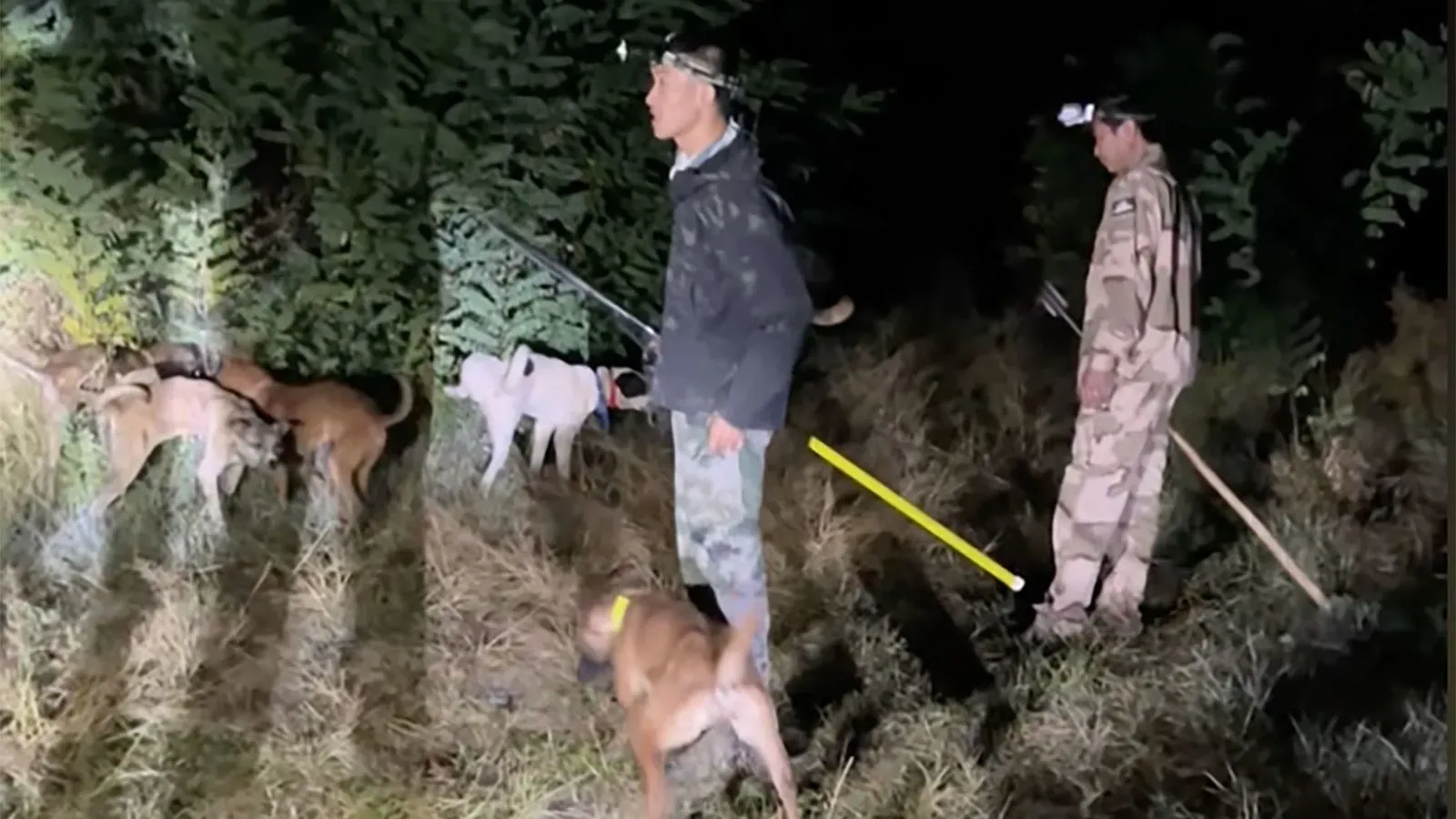 مجموعة من الصيادين مع كلابهم في غابة بشمال غرب الصين، يستعدون لمطاردة خنزير بري في الليل.