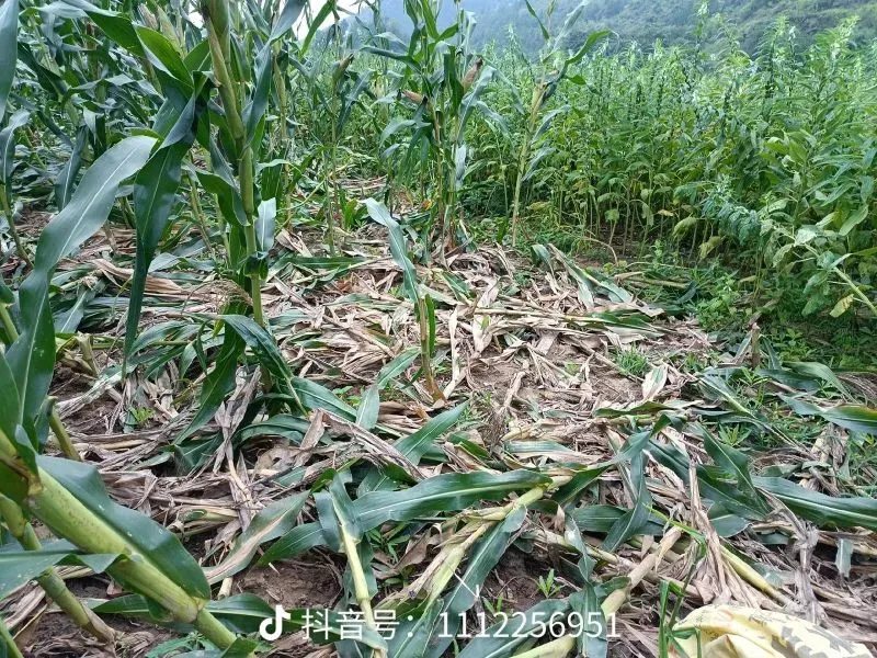 أرض زراعية متضررة بفعل الخنازير البرية، حيث تظهر النباتات مكسورة ومتناثرة، مما يعكس الأضرار الاقتصادية الناتجة عن هجمات هذه الحيوانات.