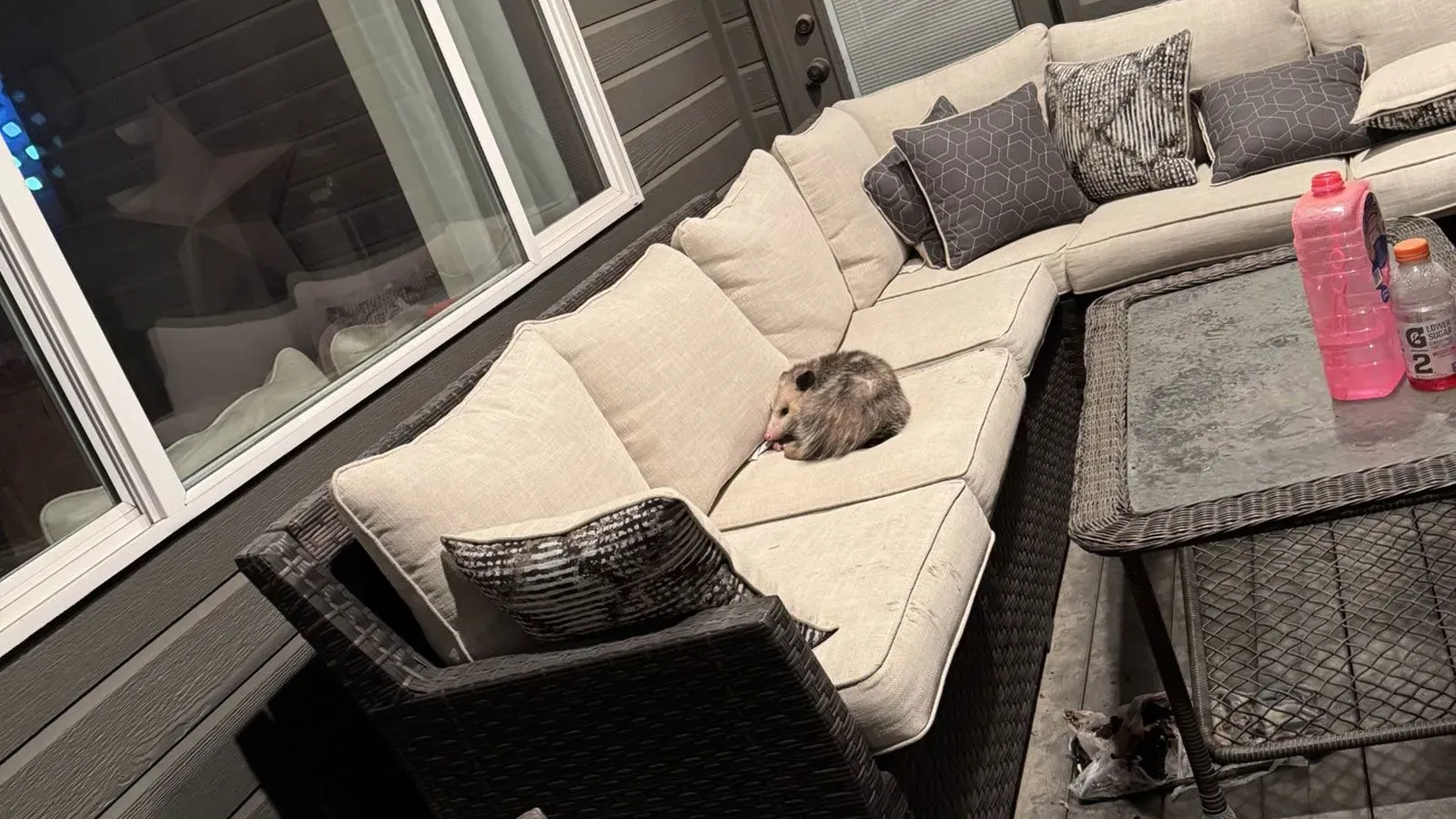 أبوسوم مستلقي على أريكة بيج في شرفة منزل، بعد تناوله كعكة شوكولاتة كاملة، محاط بوسائد وأغراض منزلية.