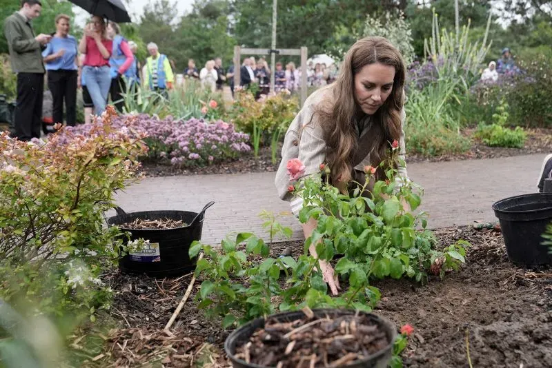 كاثرين، أميرة ويلز، تزرع وردة كاثرين في حديقة مستشفى كولشستر، احتفالًا بأهمية الطبيعة في الصحة والعلاج.