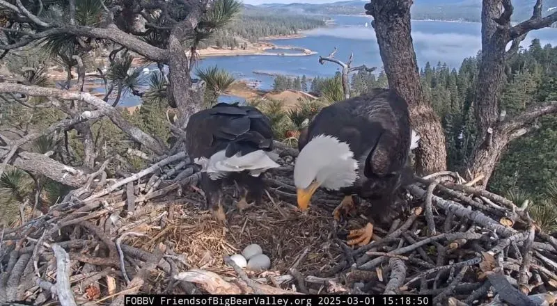 جاكي وشادو، نسور أصلع، يعتنون بفرخين حديثي الفقس في عشهما بوادي الدب الكبير بكاليفورنيا، مع وجود بيضتين إضافيتين.