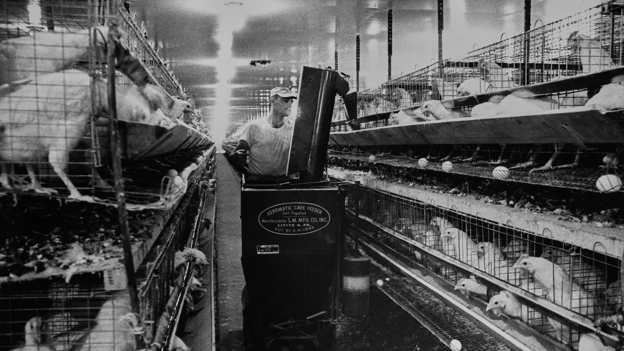 صورة لمزارع يعمل في حظيرة دواجن، حيث تظهر أقفاص الدجاج في صفوف مرتبة. تسلط الضوء على تأثير ضريبة الدجاج على الاقتصاد الأمريكي.