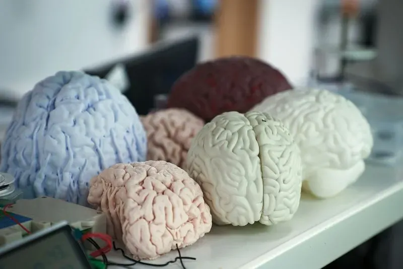 نماذج مصطنعة لأدمغة بألوان وأحجام مختلفة، تعرض في مختبر أبحاث تكنولوجيا الدماغ في بكين، تعكس تقدم الأبحاث في واجهات الدماغ والحاسوب.