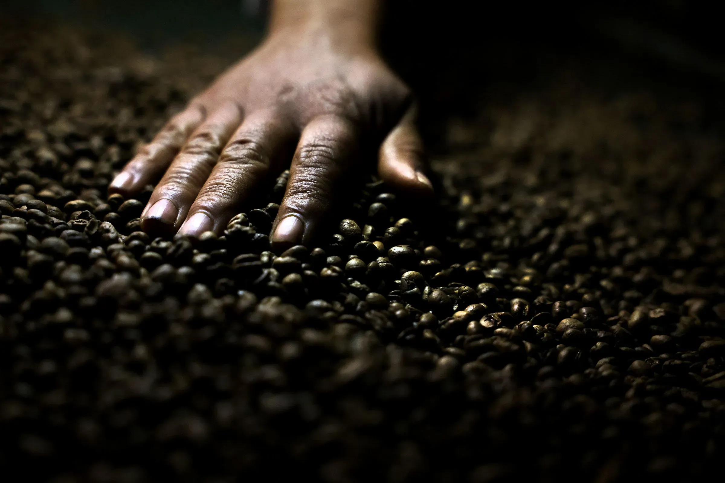 يد تظهر يد بشرية تلامس حبوب القهوة البرازيلية، مما يعكس أهمية القهوة في التجارة بين البرازيل والصين بعد الرسوم الجمركية الأمريكية.