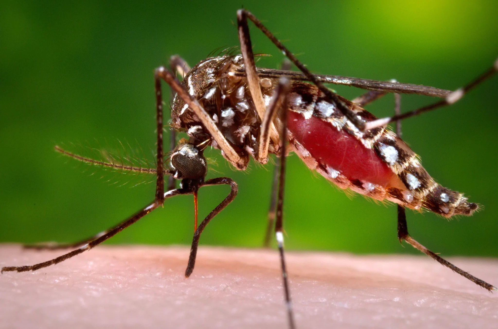 بعوضة Aedes aegypti تحمل دمًا أحمر، الناقلة لحمّى الضنك التي انتشرت محليًا في فلوريدا وتسببت في وفاة مسنة.