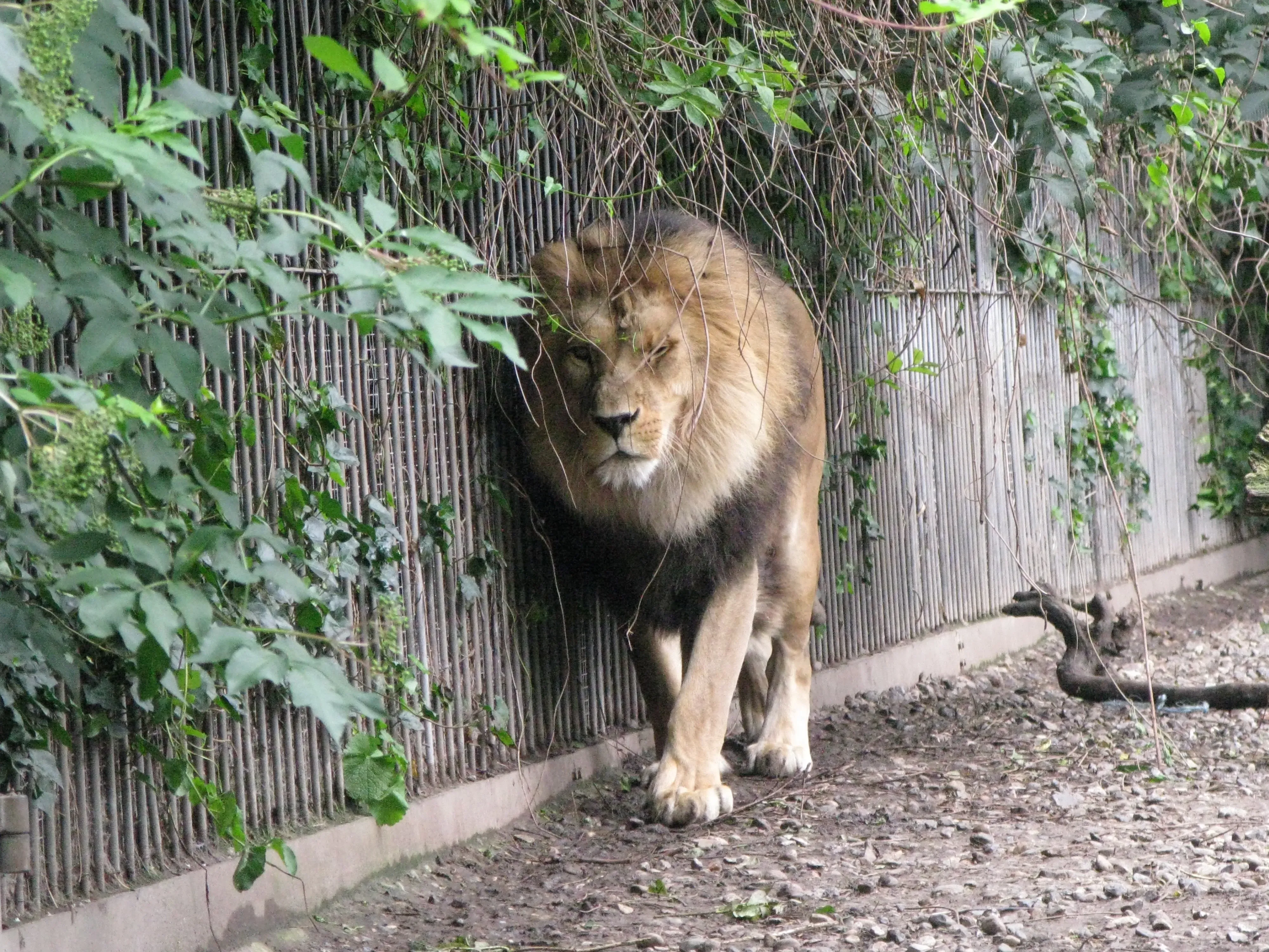 أسد آسيوي يتجول في حديقة حيوان آلبورج، محاط بالنباتات، يعكس جهود الحديقة لتوفير بيئة طبيعية للحيوانات المفترسة.