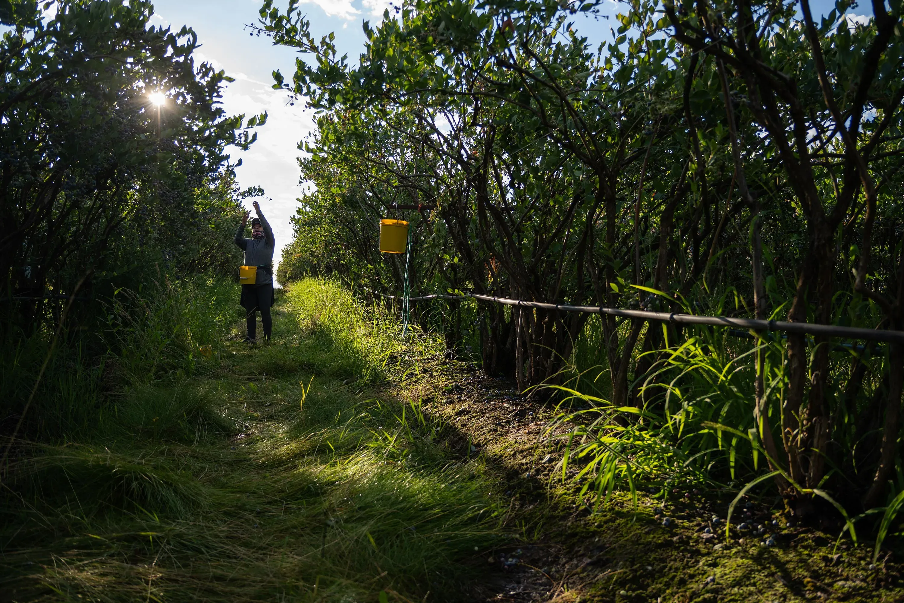 عامل يجمع الكرز في بستان بأوريغون، محاط بأشجار كثيفة، مما يعكس تحديات الحصاد بسبب نقص العمالة.