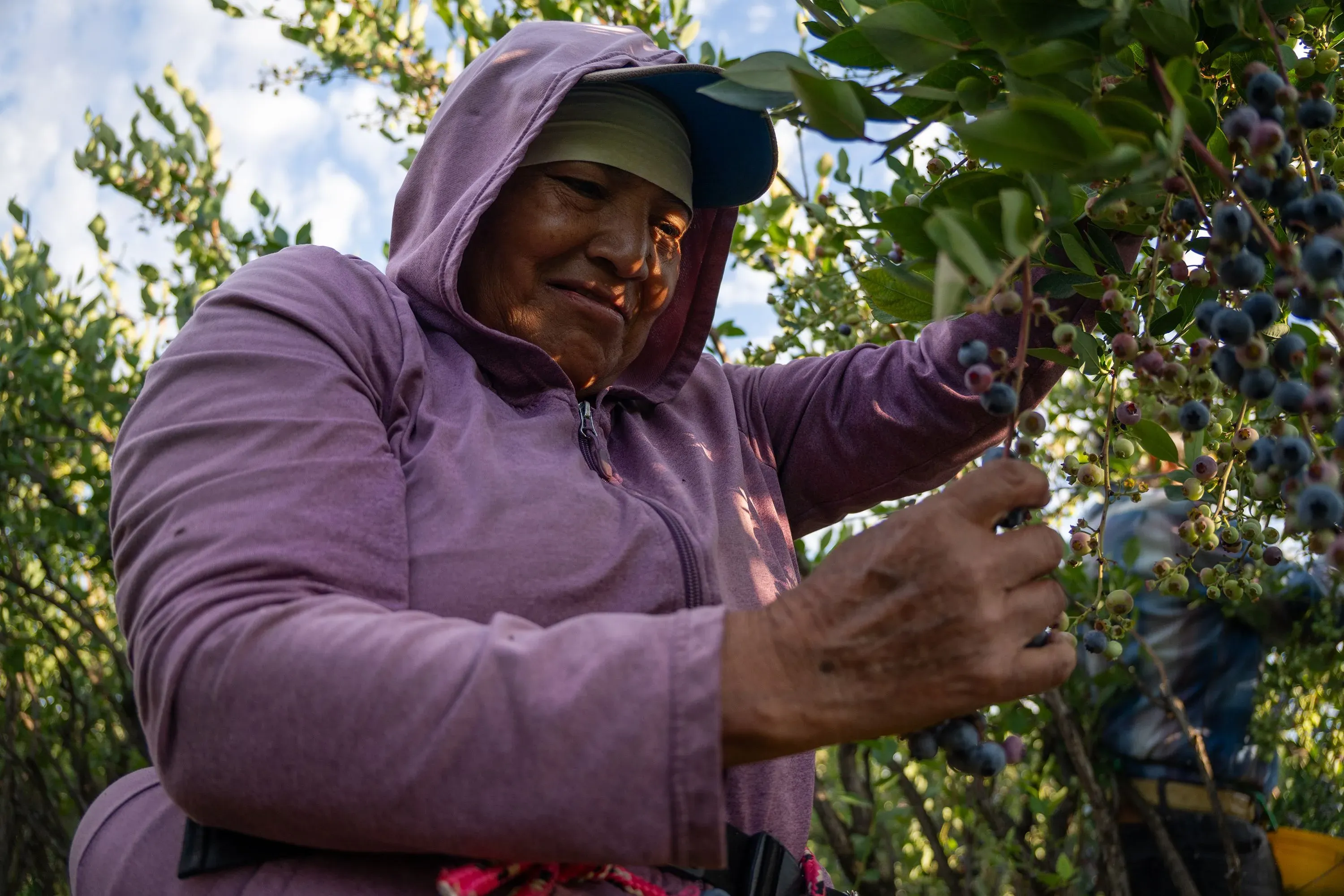امرأة تجمع التوت في بستان، ترتدي سترة وقبعة لحماية نفسها من الشمس، تعكس التحديات التي تواجه عمال الزراعة في أوريغون.