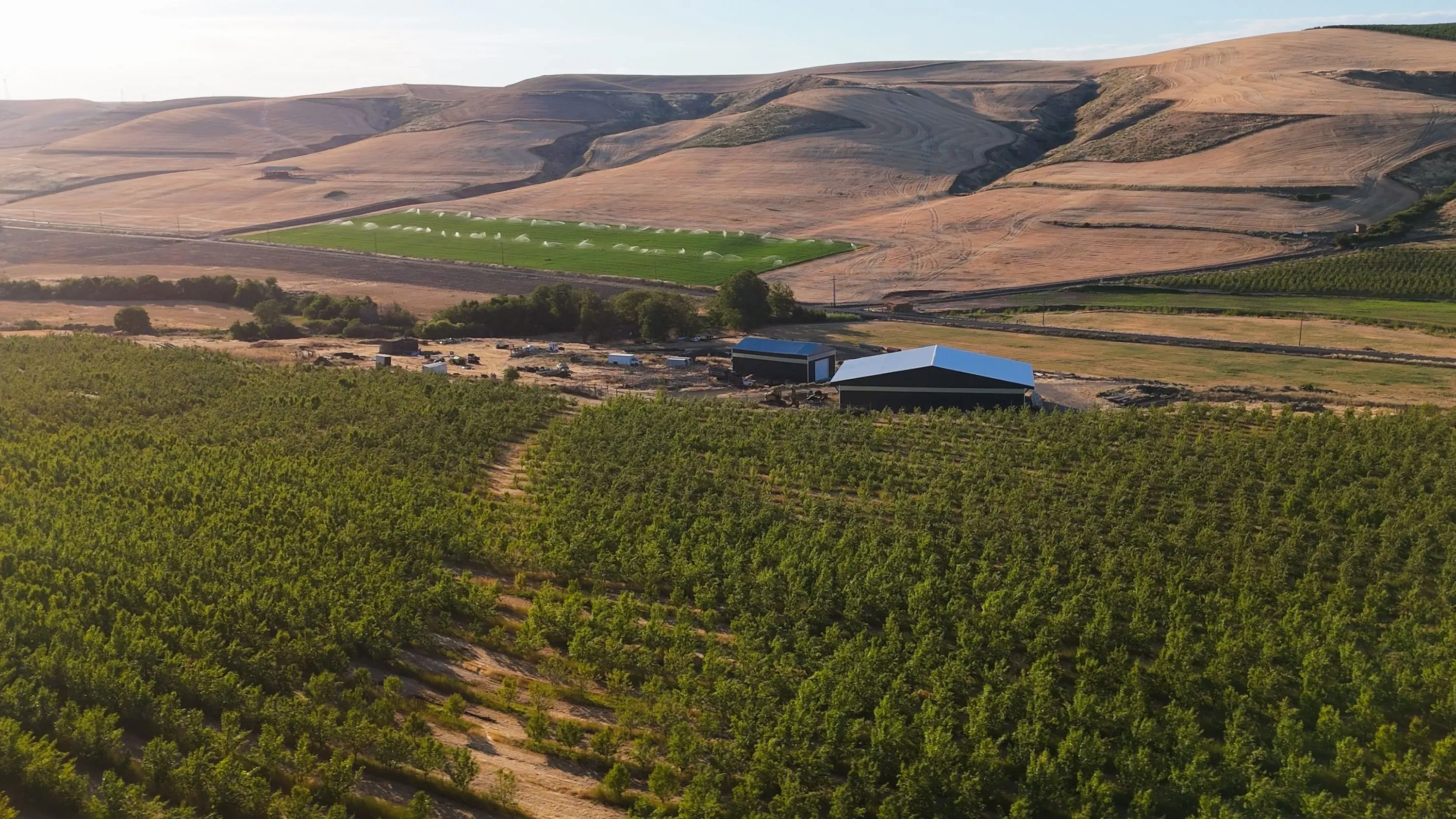 بساتين الكرز في أوريغون، حيث تتدلى الأغصان المثقلة بالفاكهة المتعفنة، مما يشير إلى نقص في العمالة لجني المحصول.