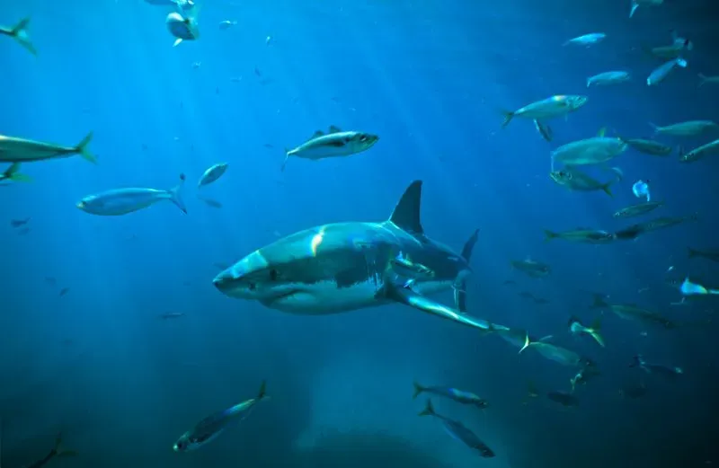 سمكة قرش بيضاء كبيرة تسبح في عمق المحيط بين مجموعة من الأسماك، تعكس هيبتها كأحد أخطر المفترسات البحرية.