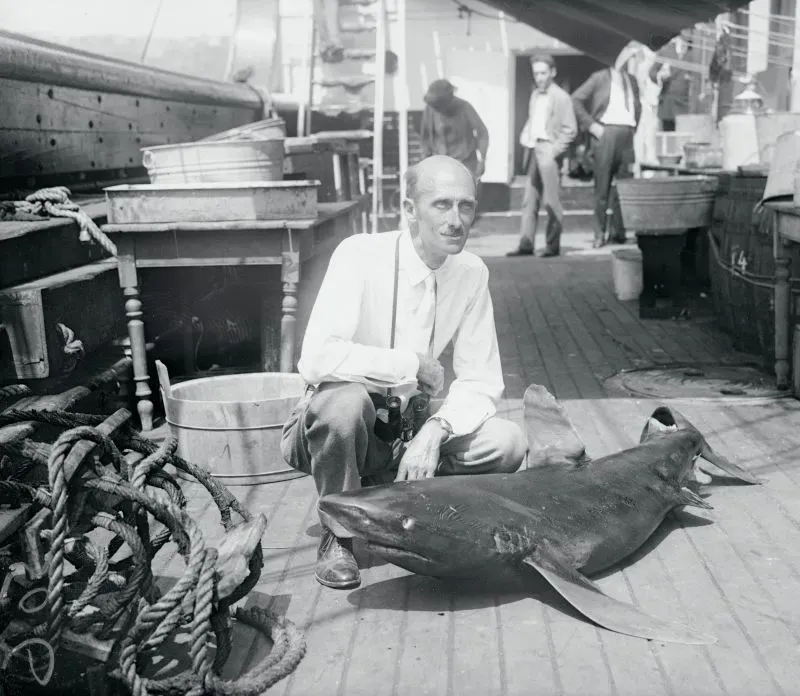 رجل يجلس بجانب سمكة قرش ميتة على متن سفينة، مع وجود معدات صيد وخلفية بحرية، تعكس تاريخ صيد أسماك القرش.