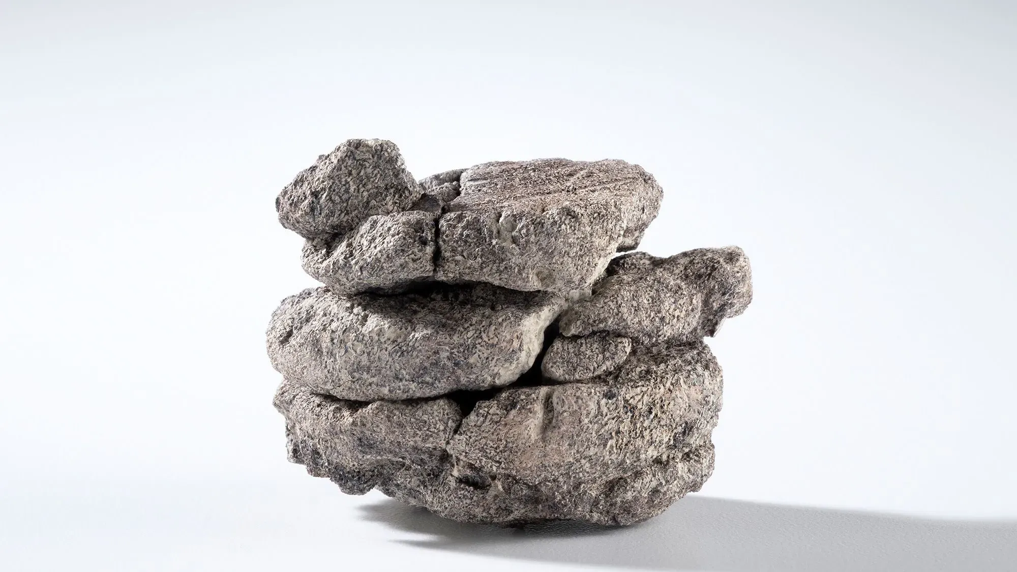 عينة من صخور تحتوي على فقرة ديناصور آكل للنباتات، تم اكتشافها تحت موقف سيارات متحف دنفر للطبيعة والعلوم، تعود لأكثر من 67 مليون سنة.