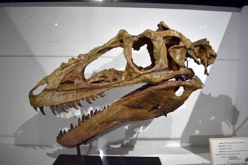 هيكل عظمي لديناصور خنخولو منغولينسيس، يُظهر تفاصيل الجمجمة والفك، يمثل سلفًا للتيرانوصورات ويعكس تطور الديناصورات قبل 86 مليون سنة.