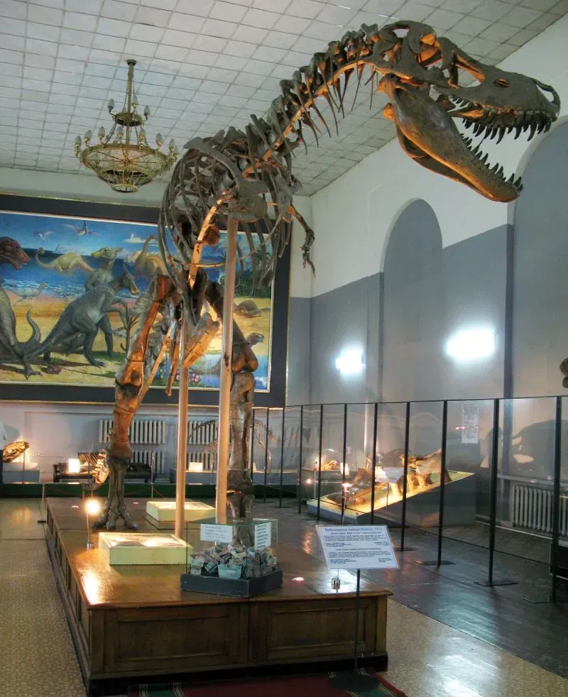 هيكل عظمي لديناصور خنخولو منغولينسيس في متحف، يظهر تفاصيله الفريدة مقارنةً بالتيرانوصورات الأكبر، مع خلفية ملونة.