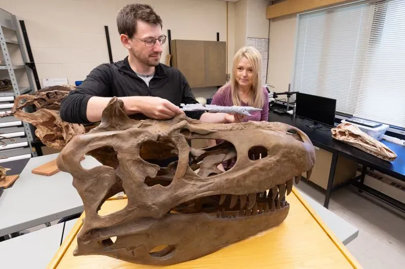 باحثون يدرسون هيكلًا عظميًا لديناصور "خانخولوولو منغوليسيس" في مختبر، مع تفاصيل عن فكيه وأسنان حادة، مما يعكس تطور التيرانوصورات.