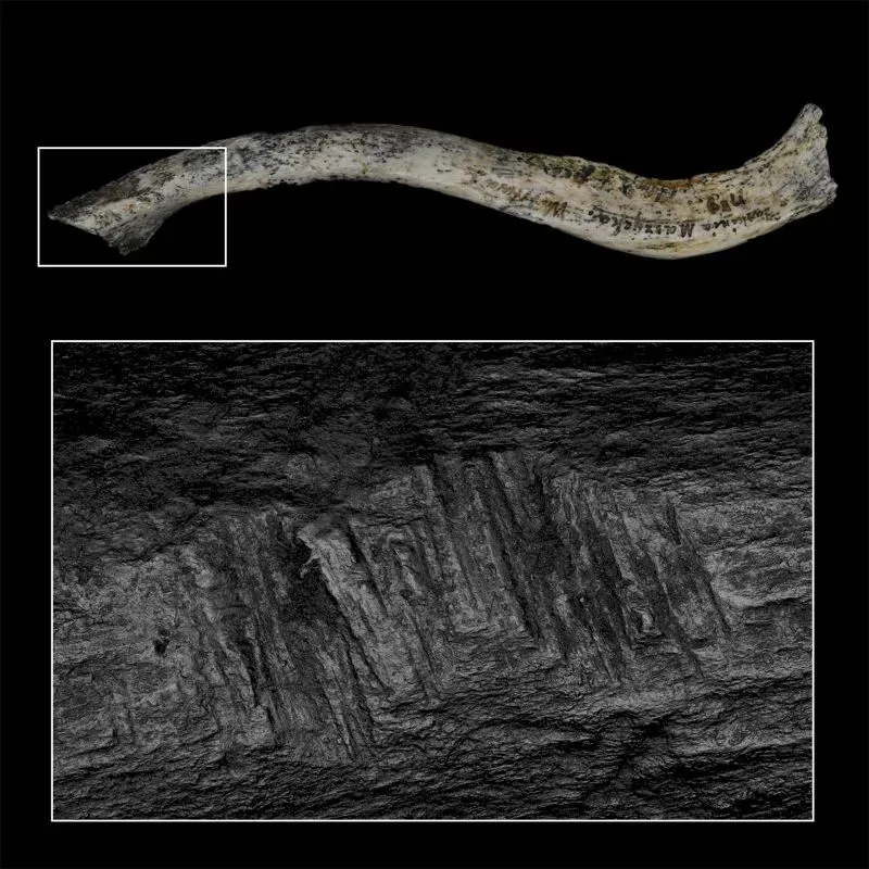 عظمة طويلة تظهر علامات وجروح تشير إلى إزالة النخاع، مرتبطة بدراسة عن أكل لحوم البشر في الثقافة المجدلية.