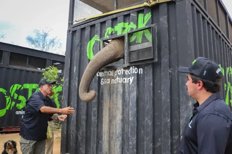 فيل يمد خرطومه من حاوية محمية أوستوك في كولياكان، حيث يقوم الموظفون بنقل الحيوانات إلى موقع جديد بسبب العنف في المنطقة.